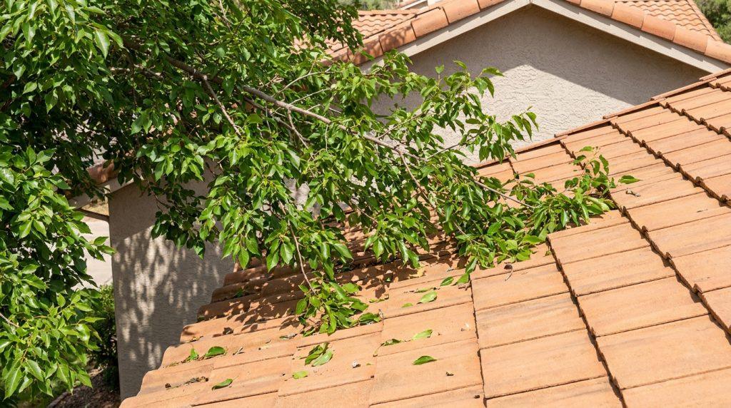 Branches d'arbre feuillues s'étendant au-dessus d'un toit en tuiles terre cuite d'une maison résidentielle.